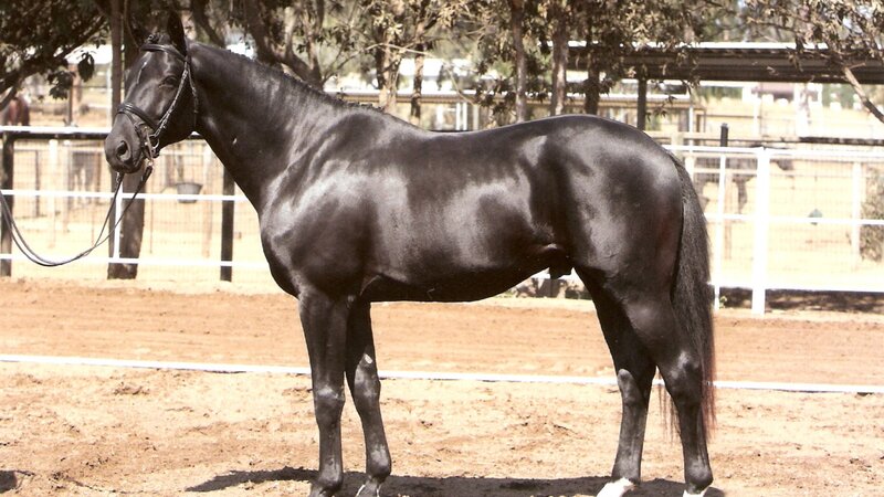 Black Horse in Paddock — Calm