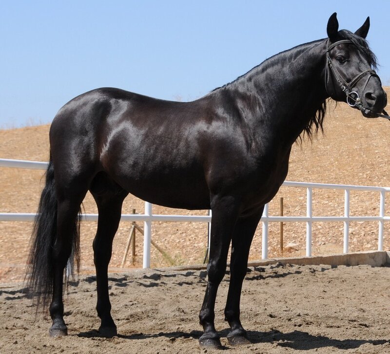 Black Horse in Paddock