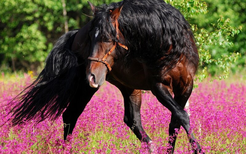 Black horse in pink flowers