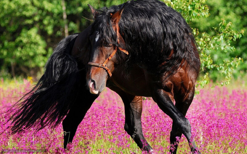 Black horse in pink flowers