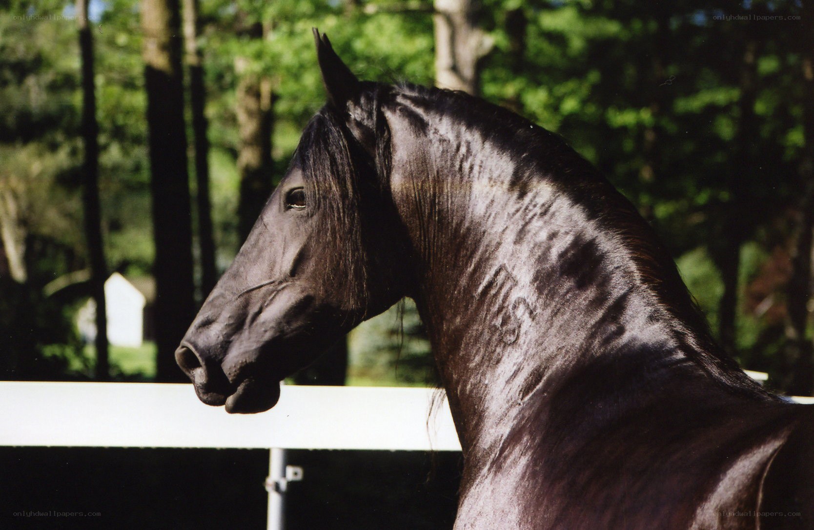 black horse in profile