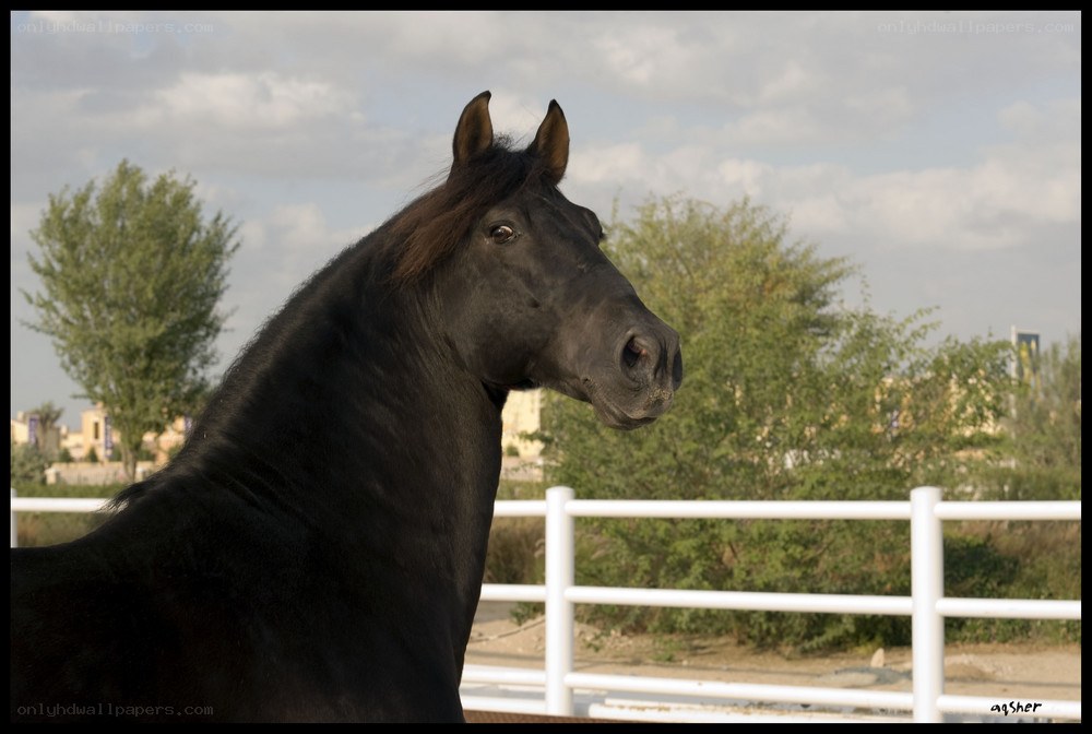 black horse in profile