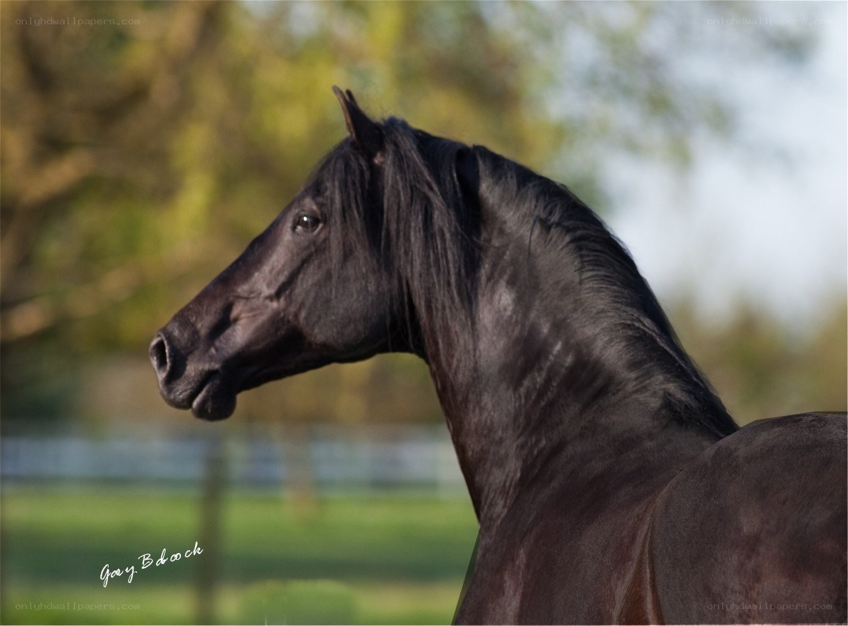 black horse in profile