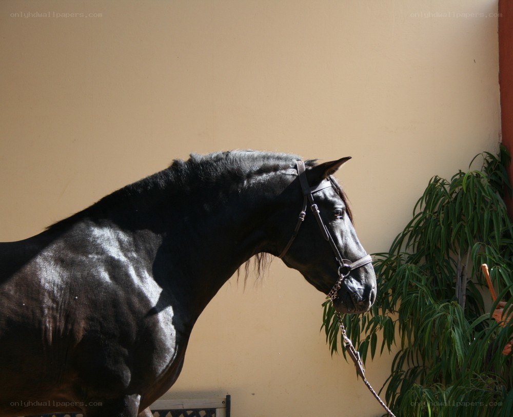 black horse in profile