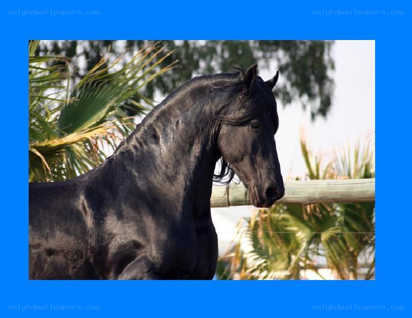 black horse in profile