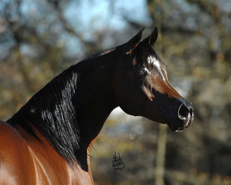 black horse in profile