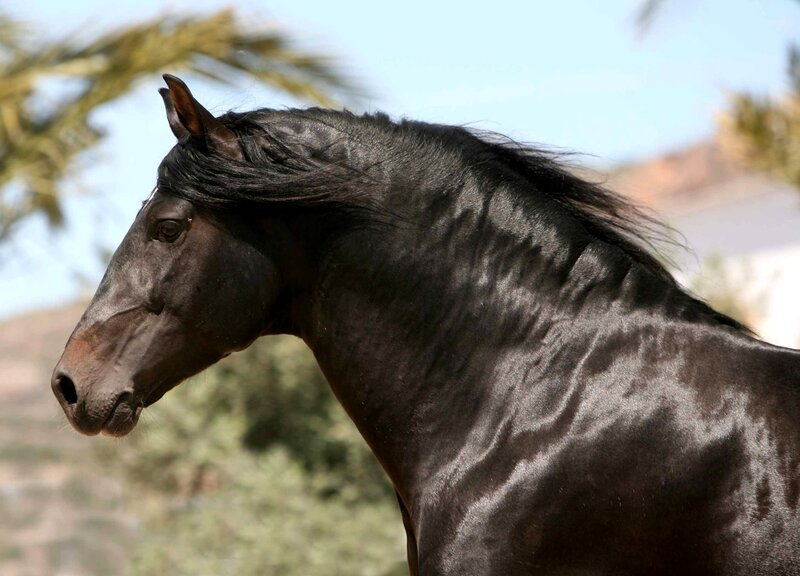 Black Horse in Profile — Calm, Afternoon, Photograph
