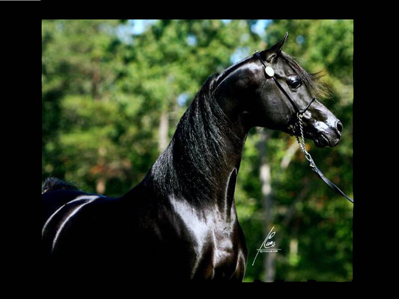 Black Horse in Profile — Calm, Afternoon