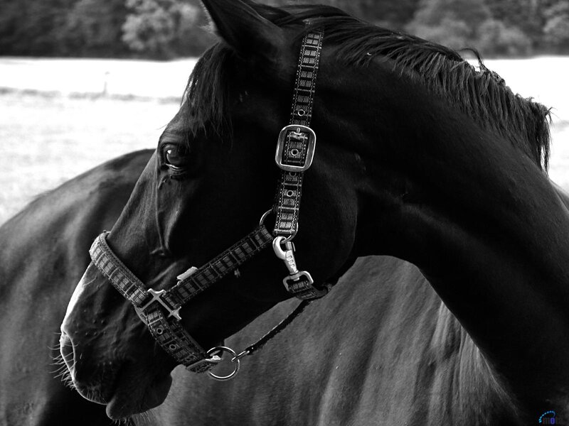 Black Horse in Profile — Calm, Photograph