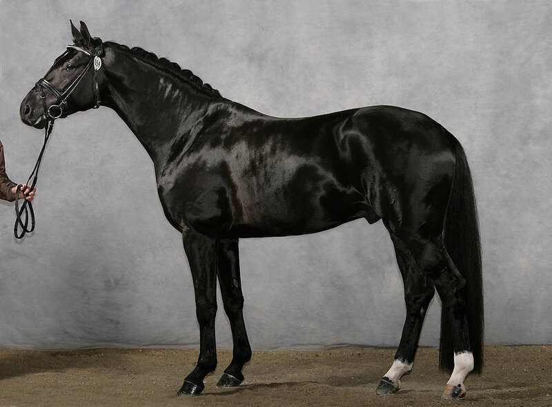 Black Horse in Profile — Calm