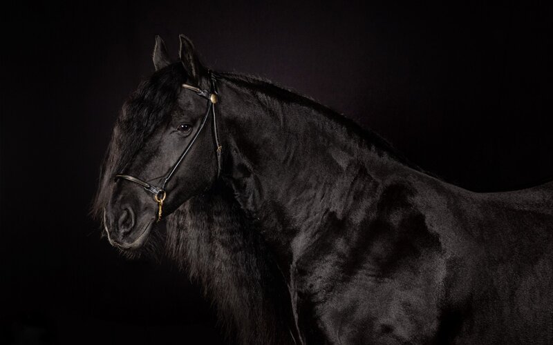 Black Horse in Profile — Dramatic, Photograph, Bridle, Dark Background