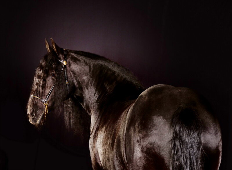 Black Horse in Profile — Dramatic, Photograph, Bridle