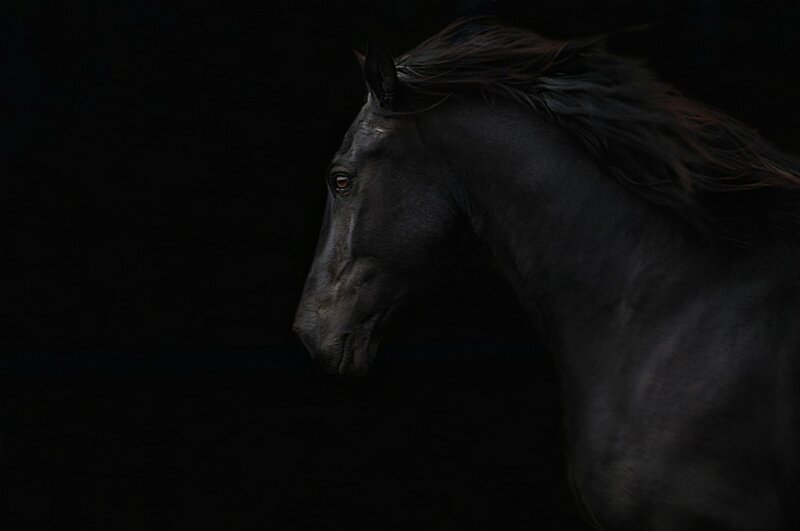 Black Horse in Profile — Dramatic, Photograph, Dark Background