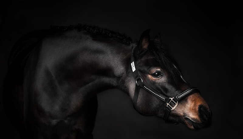 Black Horse in Profile — Dramatic, Photograph, Halter