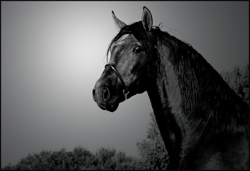 Black Horse in Profile — Dramatic, Photograph