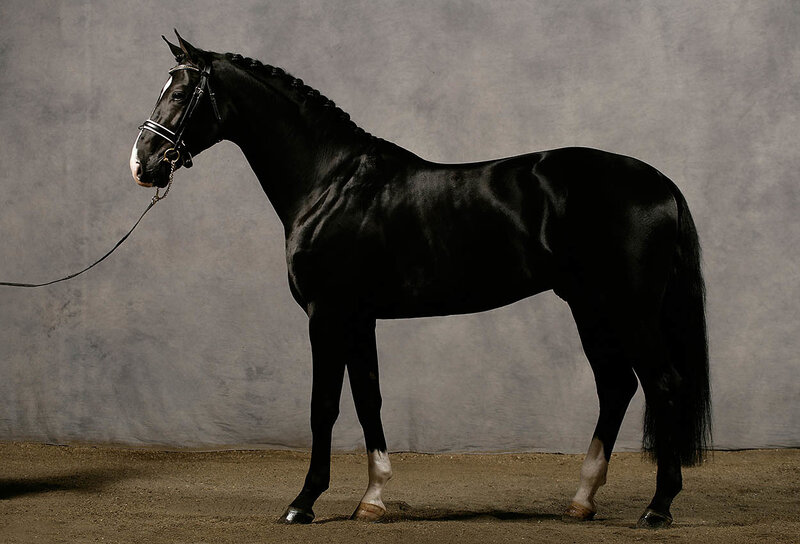 Black Horse in Profile — Dramatic