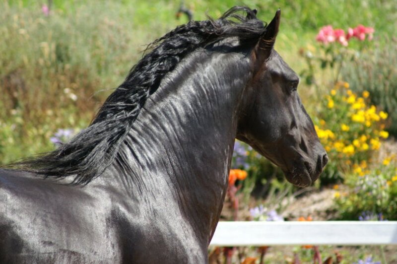 Black Horse in Profile — Serene, Summer