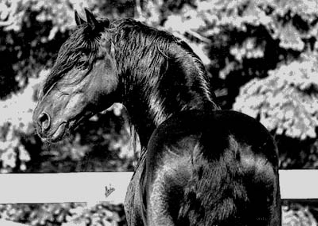 black horse in profile