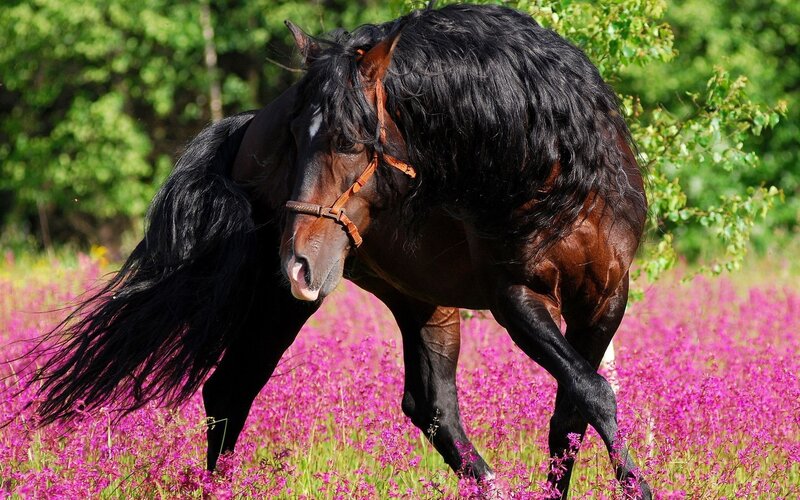 Black horse in purple flowers