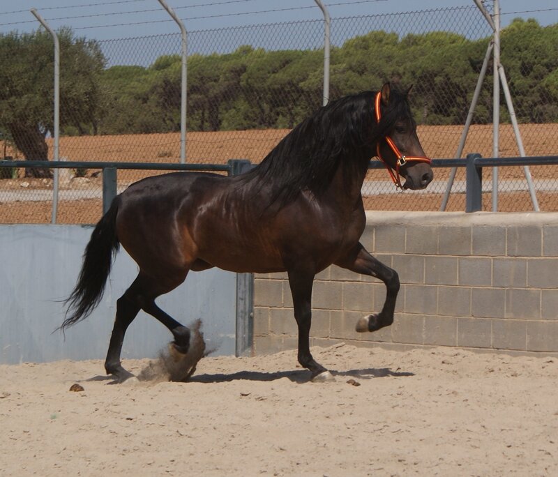 black horse in sand arena