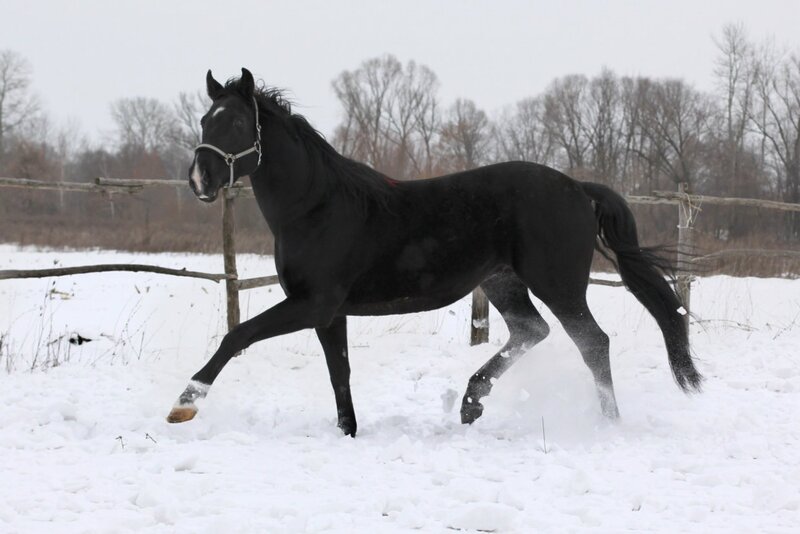 Black Horse in Snow — Active
