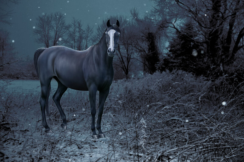 Black Horse in Snow — Blue