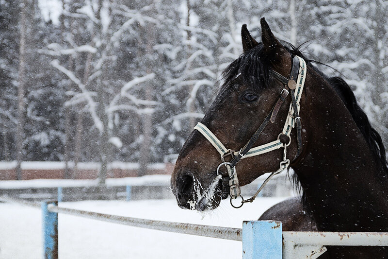 Black Horse in Snow — Brown
