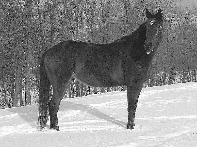 Black Horse in Snow — Calm