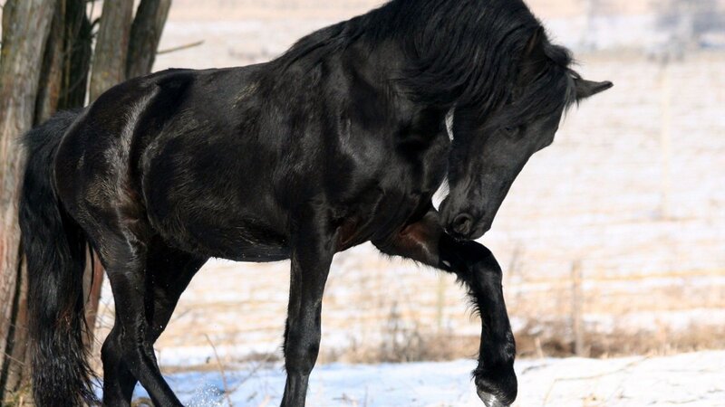 Black Horse in Snow — Calm, Winter, Photograph, Tree