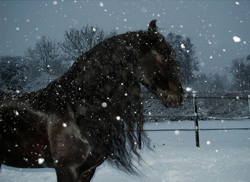 Black Horse in Snow — Cold