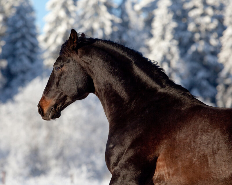 Black Horse in Snow — Serene