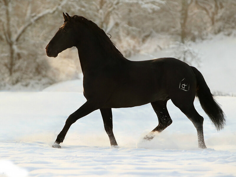 Black Horse in Snow — Serene, Winter
