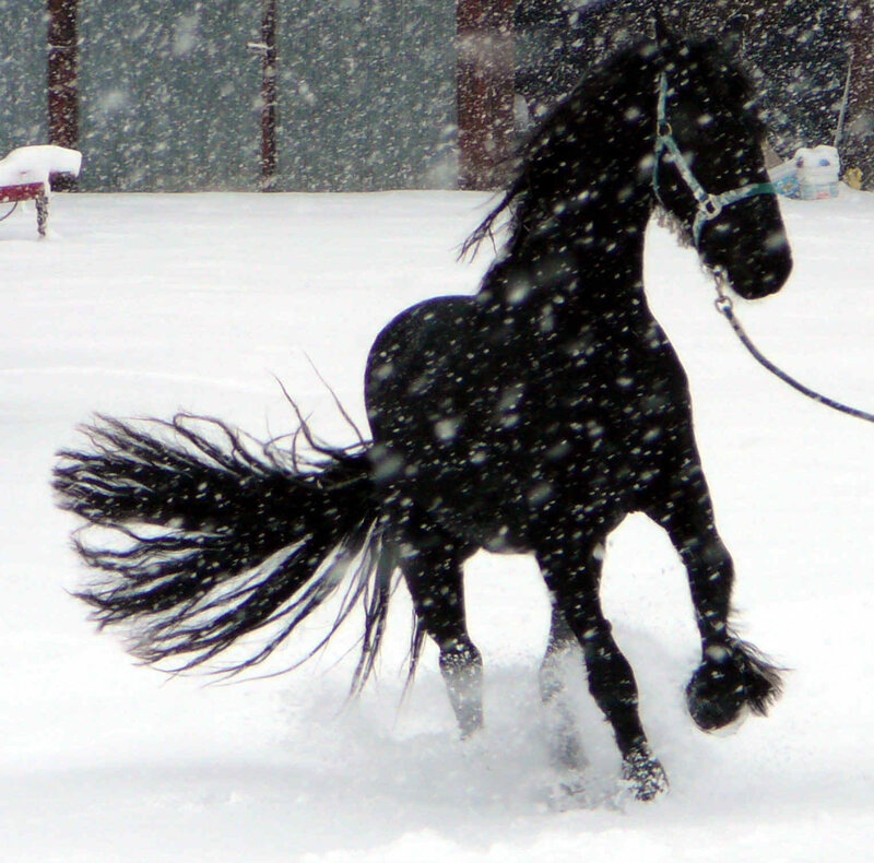 black horse in snow