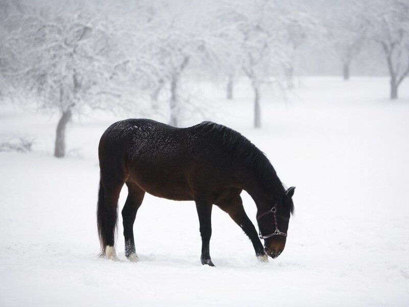 Black Horse in Snow — White, Calm