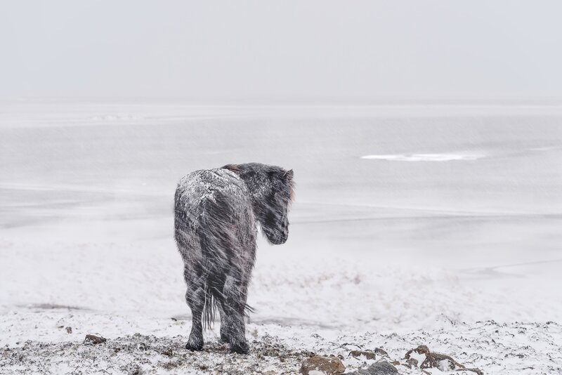 Black Horse in Snow — White, Cold