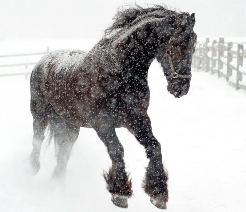 Black Horse in Snow — White, Dramatic