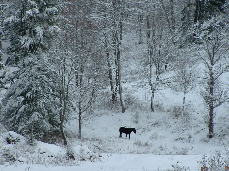 Black Horse in Snow — White