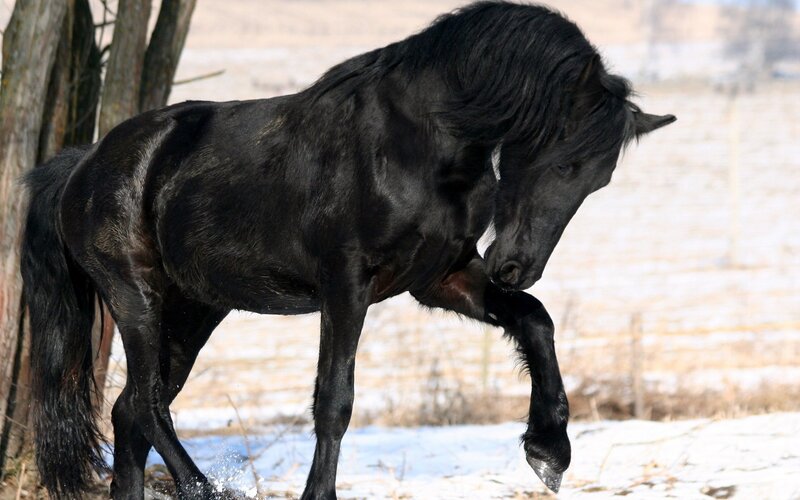 black horse in snowy field