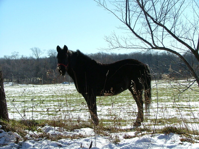 Black horse in snowy field