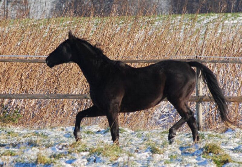 black horse in snowy field