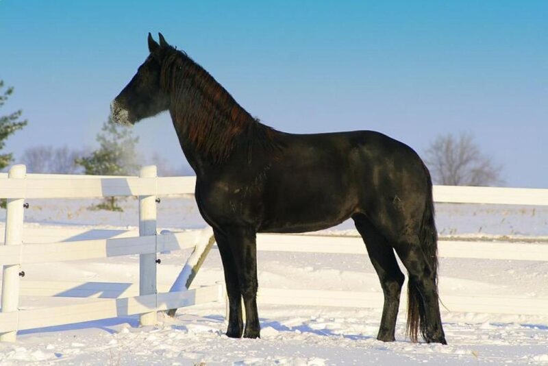 black horse in snowy field