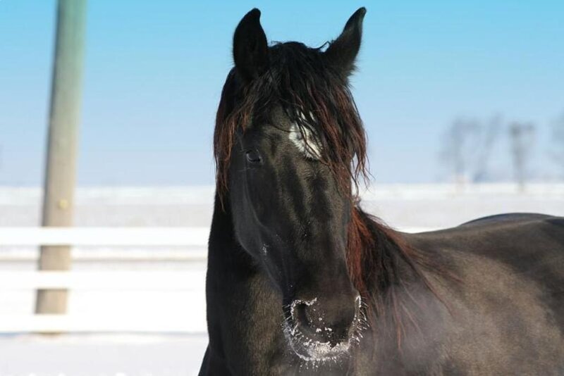 Black horse in snowy field