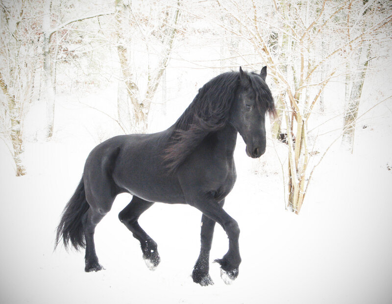black horse in snowy forest