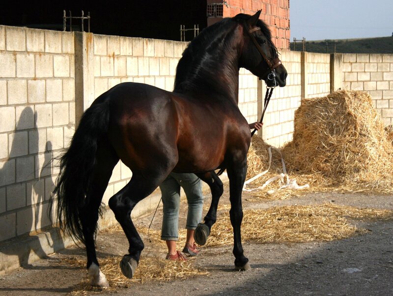Black Horse in Stable — Brown
