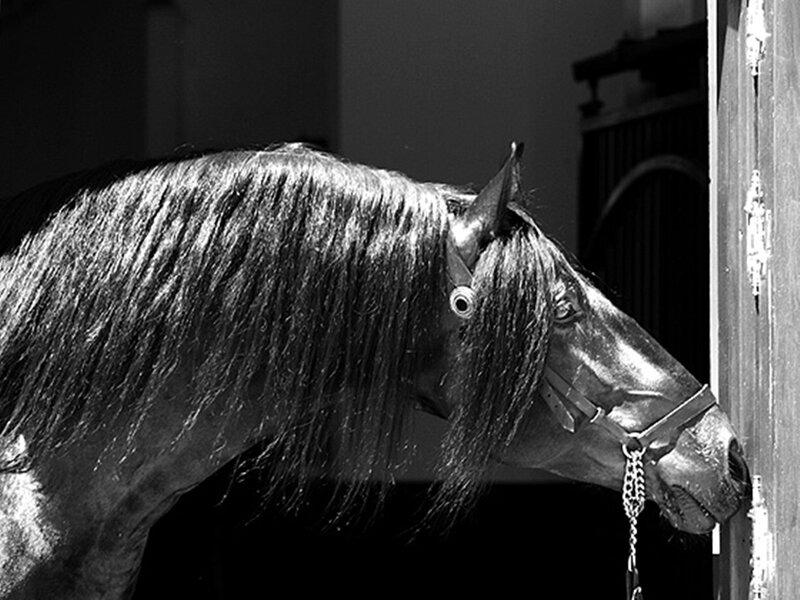 Black Horse in Stable — Dramatic