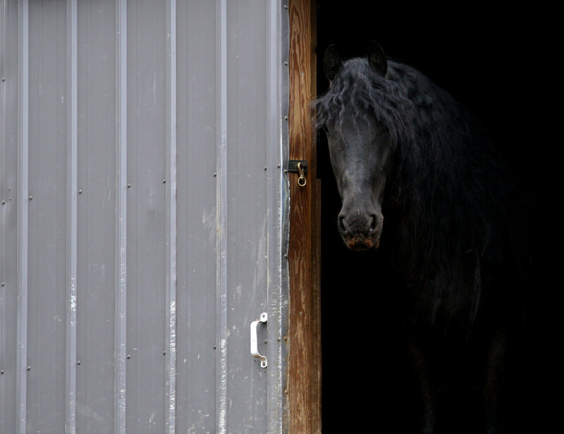 Black Horse in Stable — Gray
