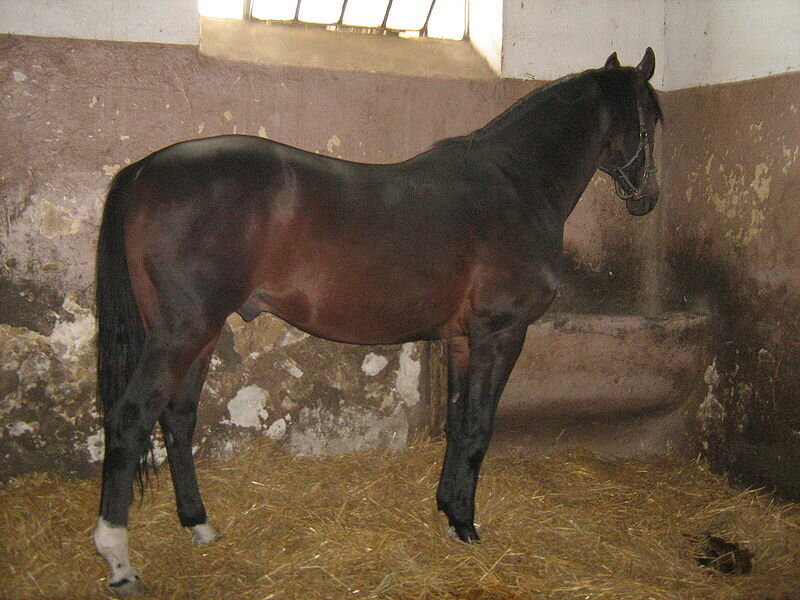 black horse in stable