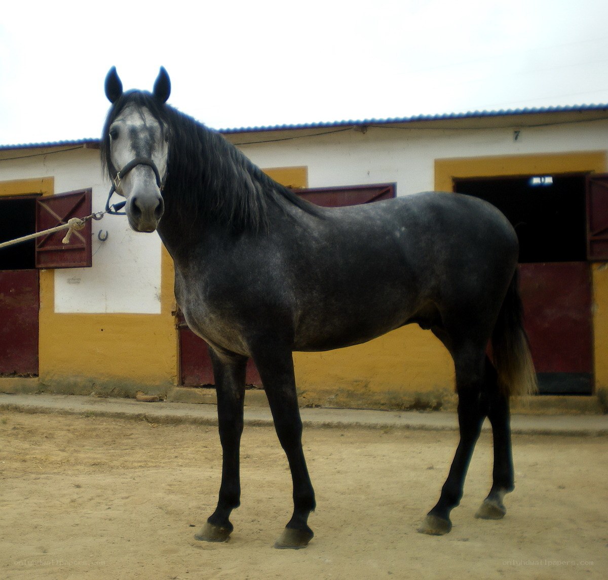 black horse in stable yard