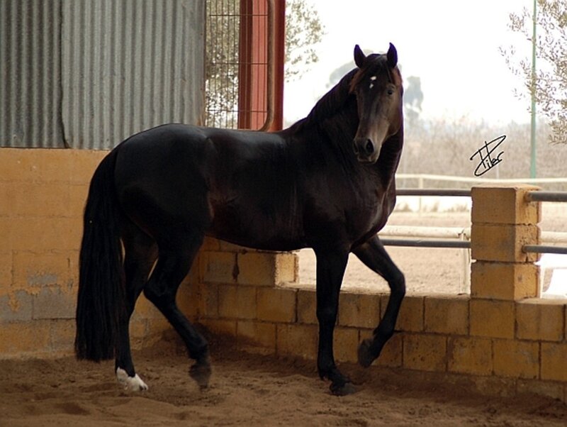 Black Horse in Stall