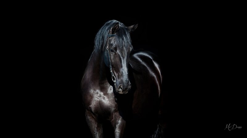 Black Horse in Studio